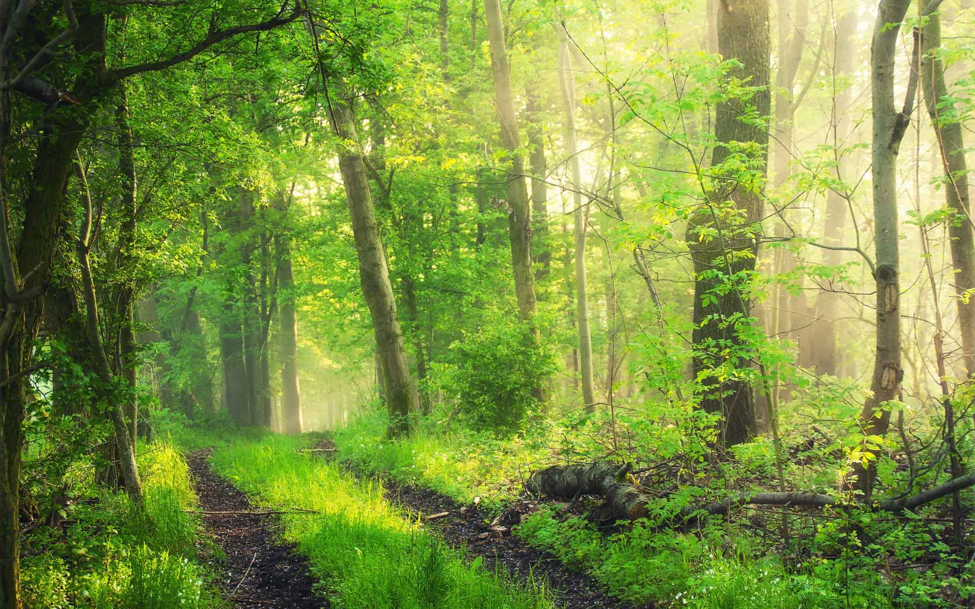 森林生態系統——森林生態系統工作的新進展