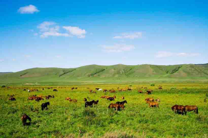 草原生態系統——草原生態系統的可持續利用