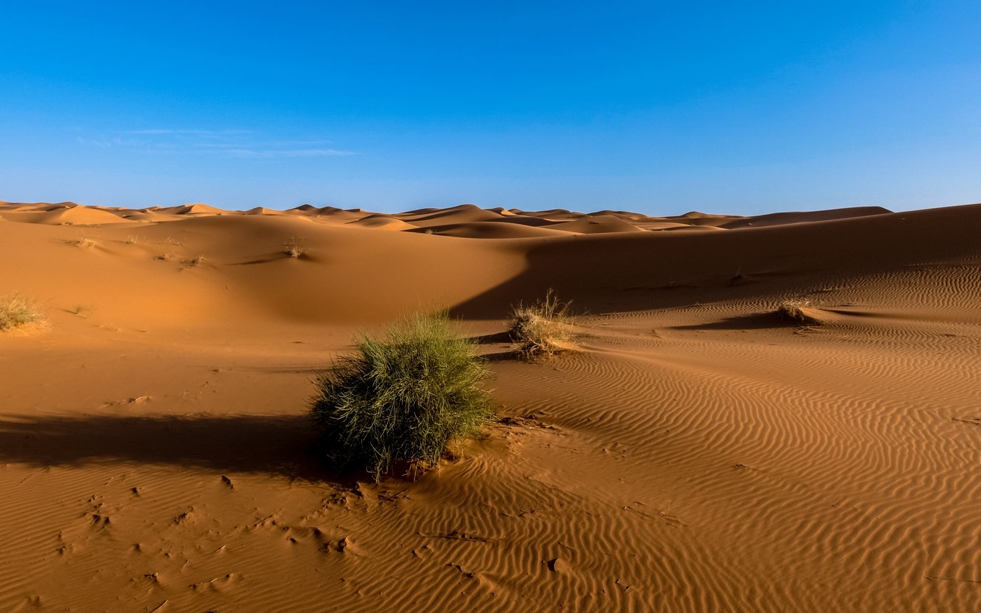 荒漠生態系統——荒漠生態系統的結構與功能